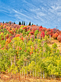 USA, Utah, Logan Canyon. Bunte Espen im Herbst