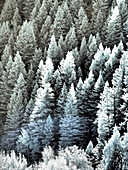 USA, Utah, Logan Pass. Autumn in infrared of fir trees and heavy backlighting