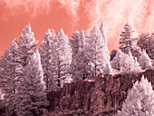 USA, Utah, Logan Pass. Autumn in infrared of fir trees and heavy backlighting