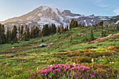 Paradies, Wildblumenwiese. Pink Mountain Heather ist im Vordergrund zu sehen. Mount Rainier-Nationalpark, Bundesstaat Washington