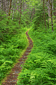Nooksack Cirque Trail amidst lush foliage of ferns and alder trees. Mount Baker Wilderness, North Cascades, Washington State