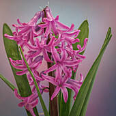 USA, Washington State, Seabeck. Pink hyacinth flowers.