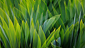 USA, Washington State, Seabeck. Composite of iris leaves.