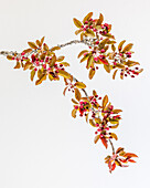 USA, Washington State, Seabeck. Crabapple branches in spring.