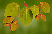 USA, Washington State, Seabeck. Close-up of katsura tree leaves in spring.