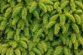 USA, Washington State, Seabeck. Close-up of spruce tree leaves.