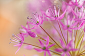 USA, Washington State, Seabeck. Close-up of allium blossoms.