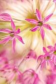 USA, Washington State, Seabeck. Close-up of allium blossoms.
