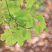 USA, Washington State, Seabeck. Maple branch and spring leaves close-up.
