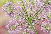 USA, Washington State, Seabeck. Rear view of broadleaf sermountain blossoms.