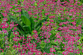 USA, Washington State, Bainbridge Island. Candelabra primrose and skunk cabbage scenic.