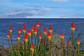 USA, Washington State, Point No Point County Park. Red hot pokers plants and ocean.