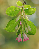 USA, Washington State, Seabeck. Close-up of weigela blossoms and leaves.