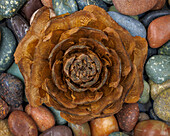 USA, Washington State, Seabeck. Close-up of deodar cedar cone and smooth rocks.