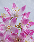 USA, Washington State, Seabeck. Close-up of deutzia blossoms.