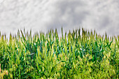 USA, Washington State, Palouse, Colfax. Green wheat.