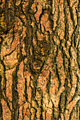 USA, Washington State, Palouse, Colfax. Pine tree bark.