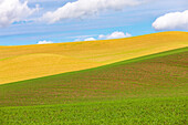 USA, Washington State, Palouse, Colfax. Rolling wheat fields.