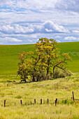 USA, Washington State, Palouse, Colfax. Oak trees, fences and wheat fields.