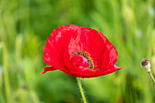 USA, Washington State, Palouse, Colfax. Variety of colored poppy flowers growing in the green wheat.