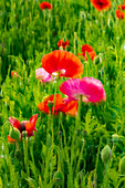 USA, Washington State, Palouse, Colfax. Variety of colored poppy flowers growing in the green wheat.