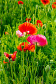 USA, Bundesstaat Washington, Palouse, Colfax. Verschiedene farbige Mohnblumen wachsen im grünen Weizen.