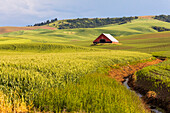 USA, Washington State, Colton, Palouse. Red barn, green wheat fields. Blue Sky. (Editorial Use Only)