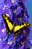 USA, Bundesstaat Washington, Issaquah. Schmetterling auf Blumen