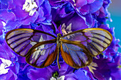 USA, Bundesstaat Washington, Issaquah. Schmetterling auf Blumen