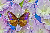 USA, Bundesstaat Washington, Issaquah. Schmetterling auf Blumen