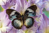 USA, Washington State, Issaquah. Butterfly on flowers