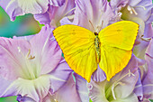 USA, Bundesstaat Washington, Issaquah. Schmetterling auf Blumen