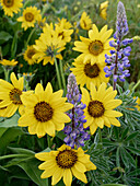 Frühlings-Wildblumen in voller Blüte auf dem Dalles Mountain im Columbia Hills State Park.