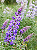 Frühlings-Wildblumen in voller Blüte auf dem Dalles Mountain im Columbia Hills State Park.