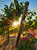 Helles Sonnenlicht, das durch die mit rosafarbenen Rosen gesäumten Weinreben auf dem Red Willow Vineyard fällt (PR)