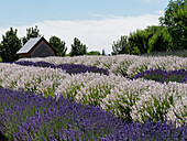 Lavender fields near the town of Zillah.