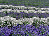 Lavender fields near the town of Zillah.