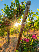 Helles Sonnenlicht, das durch die mit rosafarbenen Rosen gesäumten Weinreben auf dem Red Willow Vineyard fällt (PR)
