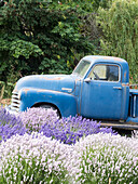 Ein alter blauer Farmwagen hinter lila und weißem Lavendel. (Nur für redaktionelle Zwecke)