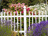 White picket fence with lavender and flowers at a farm near Sequim, Washington State.
