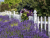 White picket fence with purple lavender and dark purple clematis.