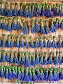 Lavender hanging in a shed to dry after picking at a lavender farm near Sequim, Washington State.
