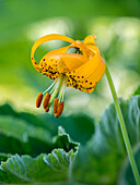 Orange Columbia lilies (tiger lilies) in Olympic Peninsula National Park.