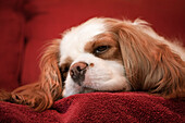 Issaquah, Bundesstaat Washington, USA. Cavalier King Charles Spaniel, der auf einem mit Handtüchern bedeckten Sofa schläft (PR)