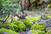 Issaquah, Bundesstaat Washington, USA. Douglas-Eichhörnchen sitzt auf einem moosbewachsenen Felsen neben einem kleinen Bach.