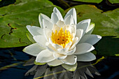 Issaquah, Washington State, USA. Fragrant water lily, considered a Class C noxious weed in this area.