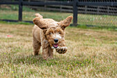 Issaquah, Washington State, USA. 3-month old Aussiedoodle puppy running in the field. (PR)