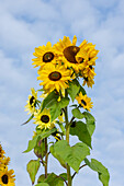 Port Townsend, Washington State, USA. Tall sunflower plants