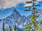 USA, Washington State, Alpine Lakes Wilderness. Kaleetan Peak and alpine fir trees