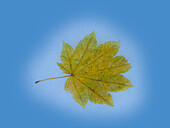 USA, Bundesstaat Washington. Herbstliches Ahornblatt-Stillleben auf blauem Hintergrund